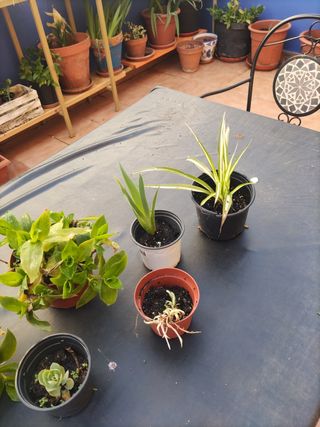 Lote de plantas