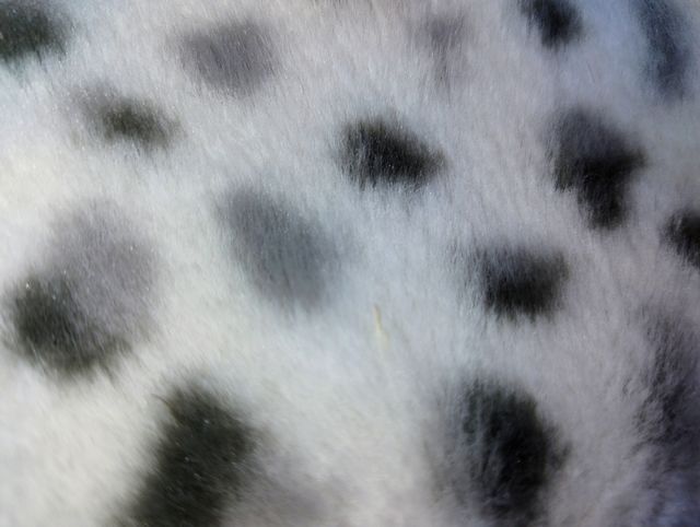 Chaquetón niña pelo Z