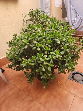 Flor de Jade