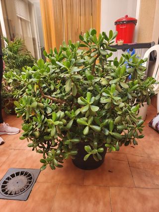 Flor de Jade