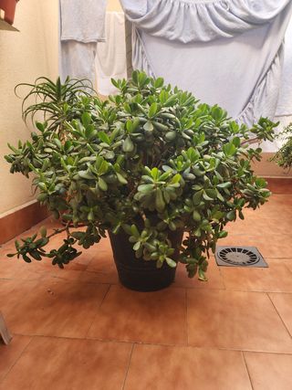 Flor de Jade