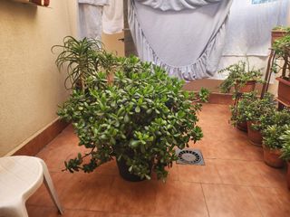 Flor de Jade