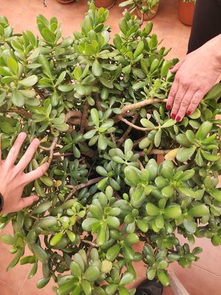 Flor de Jade