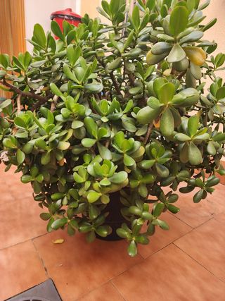 Flor de Jade