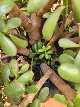 Flor de Jade