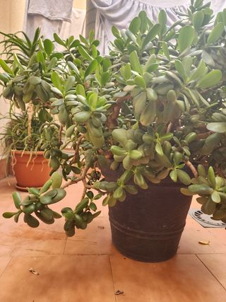 Flor de Jade