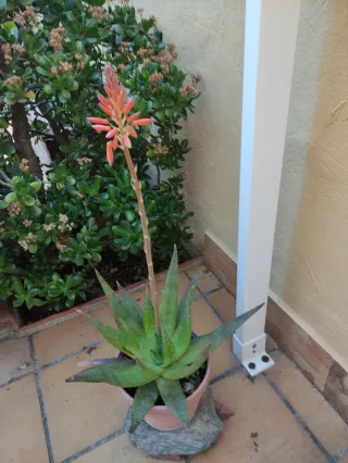 Plantas  aloe Vera.