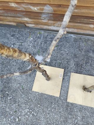 Arboles atrezzo prop fotografía