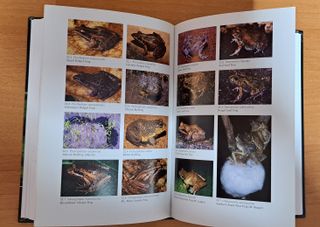 Amphibians of East Africa