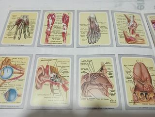 Álbum de cromos Vida y Color