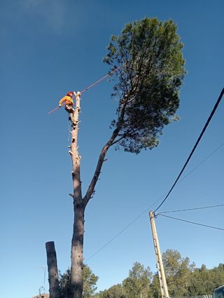 Tala y poda de árboles 626 925286