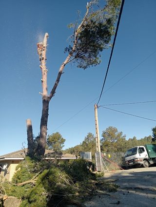 Tala y poda de árboles 626 925286