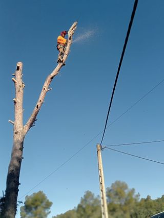 Tala y poda de árboles 626 925286