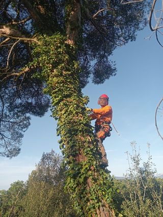 Tala y poda de árboles 626 925286