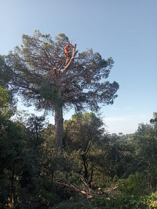 Tala y poda de árboles 626 925286