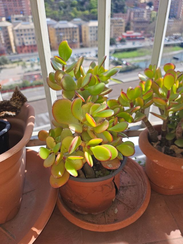 Piante di GIADA da 2 a 25 euro