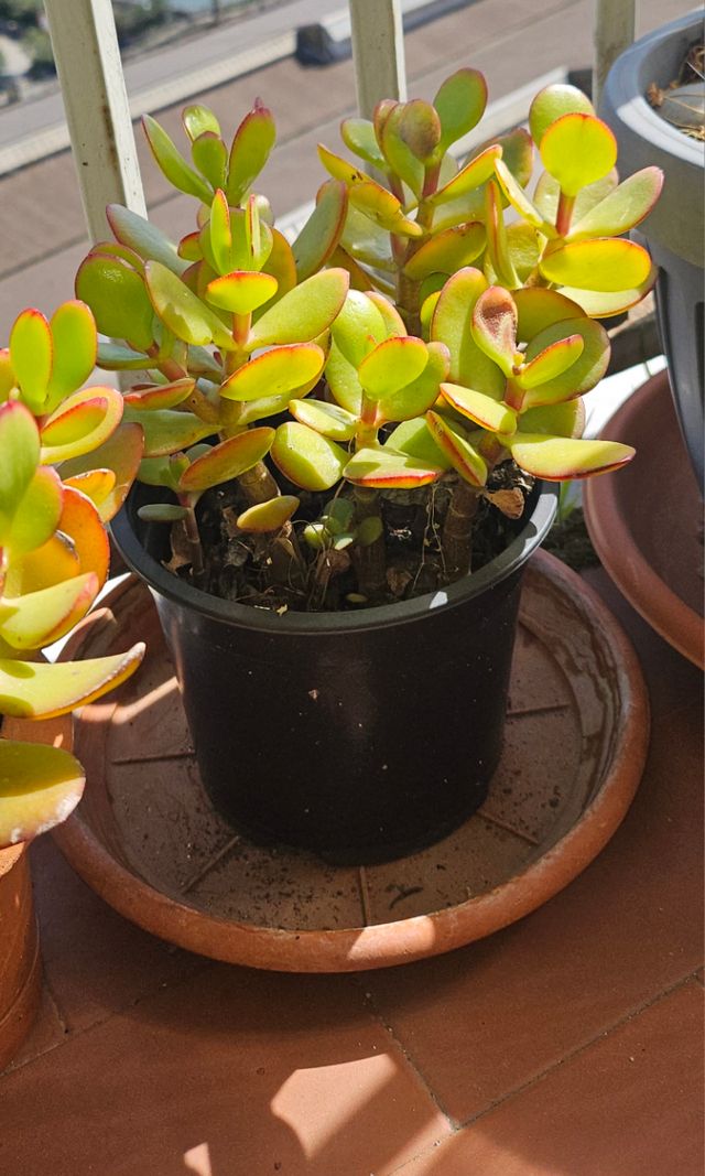 Piante di GIADA da 2 a 25 euro