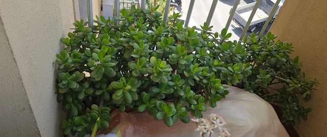 Piante di GIADA da 2 a 25 euro