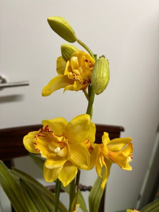 Maceta Orquidea