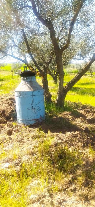 Aceitera antigua