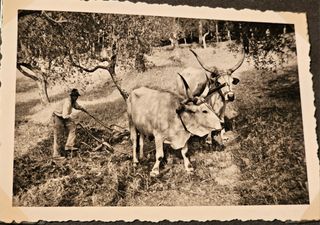 Álbum de viaje por Italia con 309 fotos año 1935