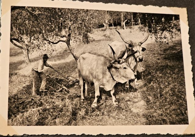 Álbum de viaje por Italia con 309 fotos año 1935