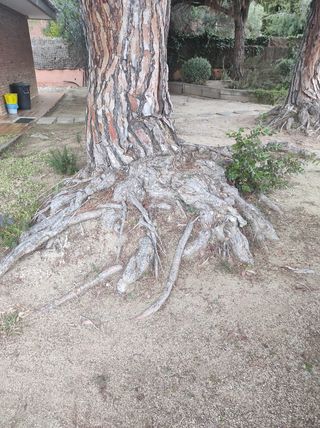 Poda i tala pins jardineria