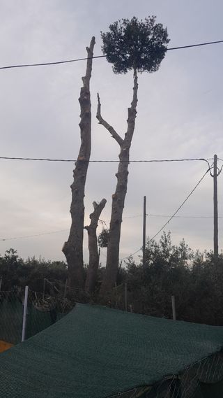 Poda i tala pins jardineria