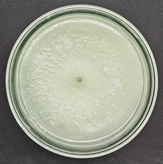 Candela 340g