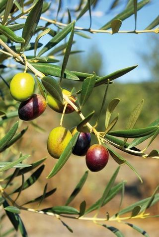 Planta de acebuche, planta de olivo, acebuche raiz