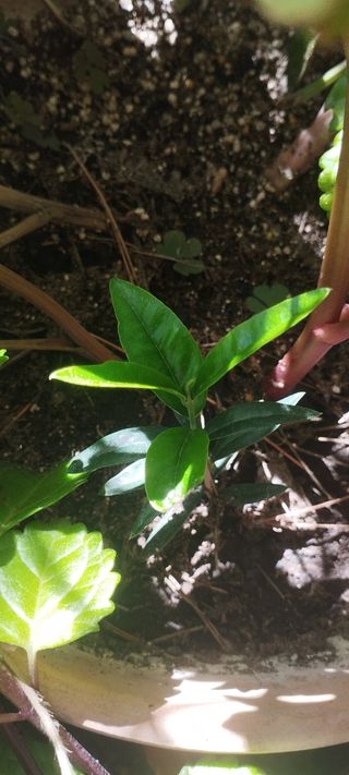 Planta de acebuche, planta de olivo, acebuche raiz