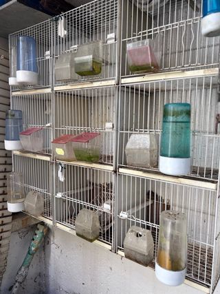 Jaula cria para pajaros