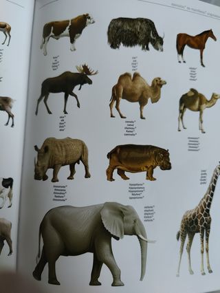 Diccionario Visual Multilingüe (Spanish Edition)