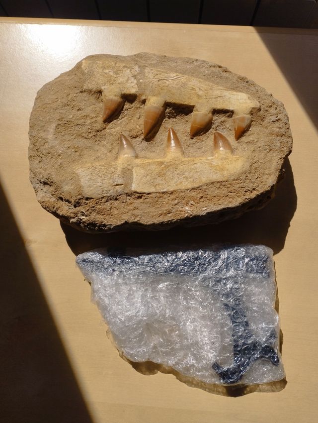 Fósil Mosasaurus Anceps