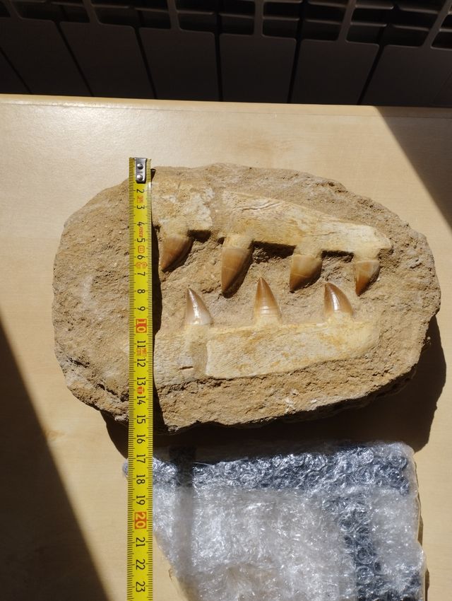 Fósil Mosasaurus Anceps