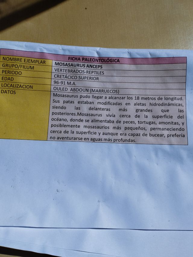 Fósil Mosasaurus Anceps