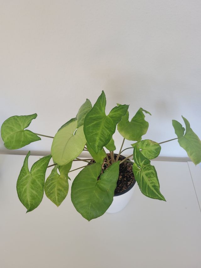 Sygnonium o punta de flecha