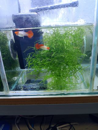 Planta flotante acuario lechuga de agua