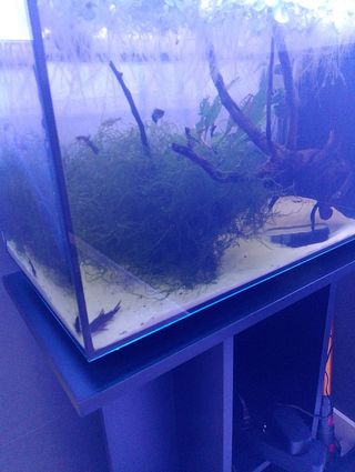 Planta flotante acuario lechuga de agua