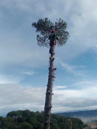 Tala y poda de árboles y jardinería en