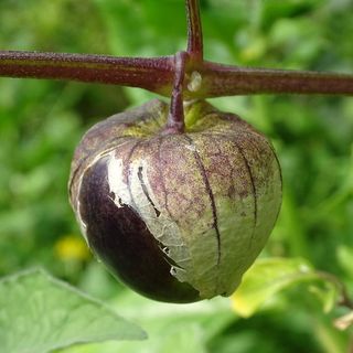 20 Semillas Tomatillo Purple - physalis ixocarpa