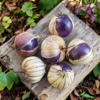20 Semillas Tomatillo Purple - physalis ixocarpa