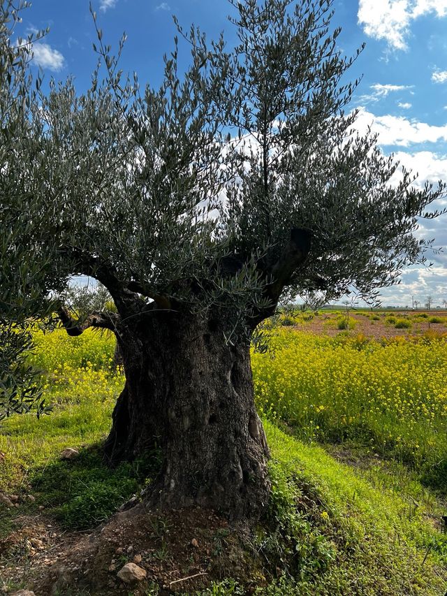 Olivos centenarios 