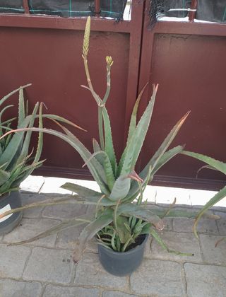 Aloe vera grande  ecológicas