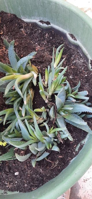 Planta esquejes dientes de cocodrilo