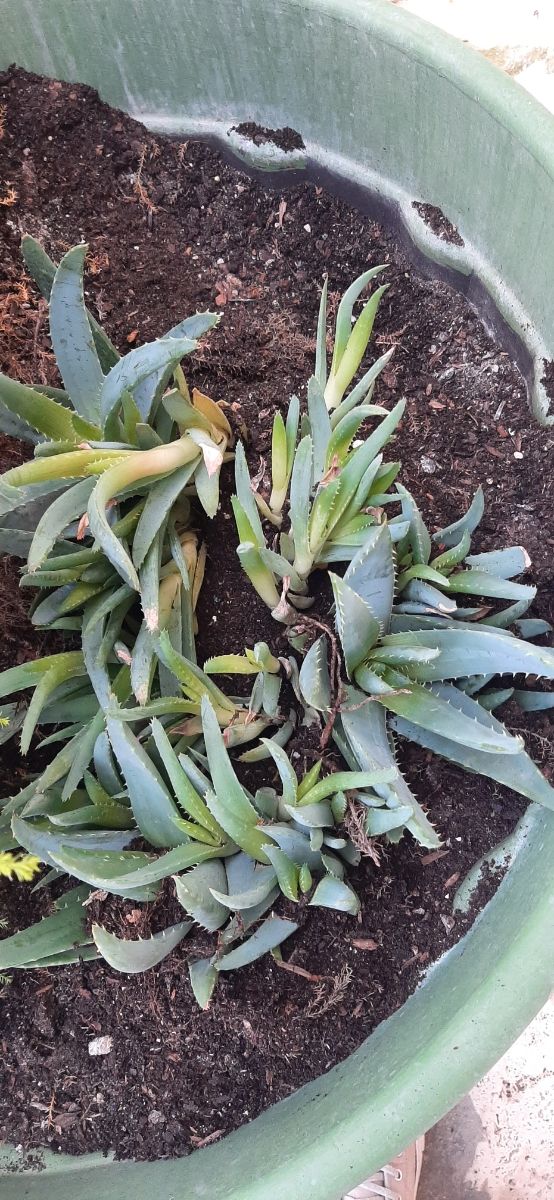 Planta esquejes dientes de cocodrilo