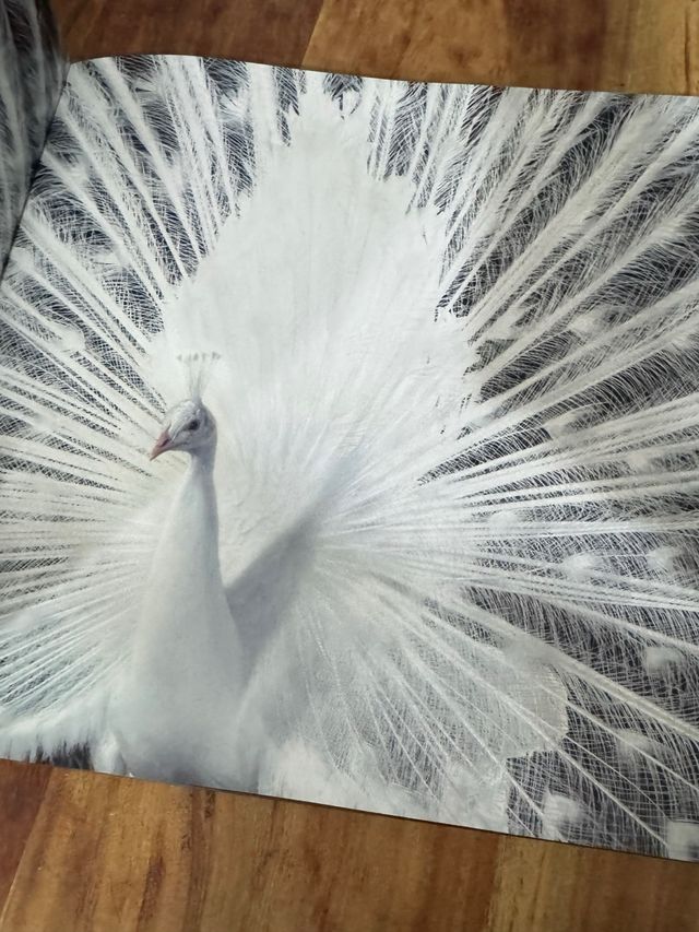 libro fotografía More than Human UK edition