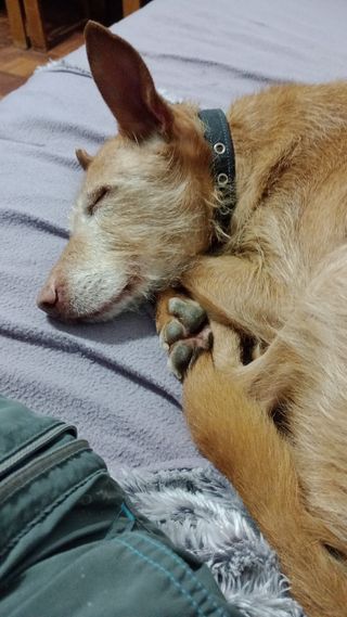 CUIDADO DE MASCOTAS A DOMICILIO, PASEOS,
