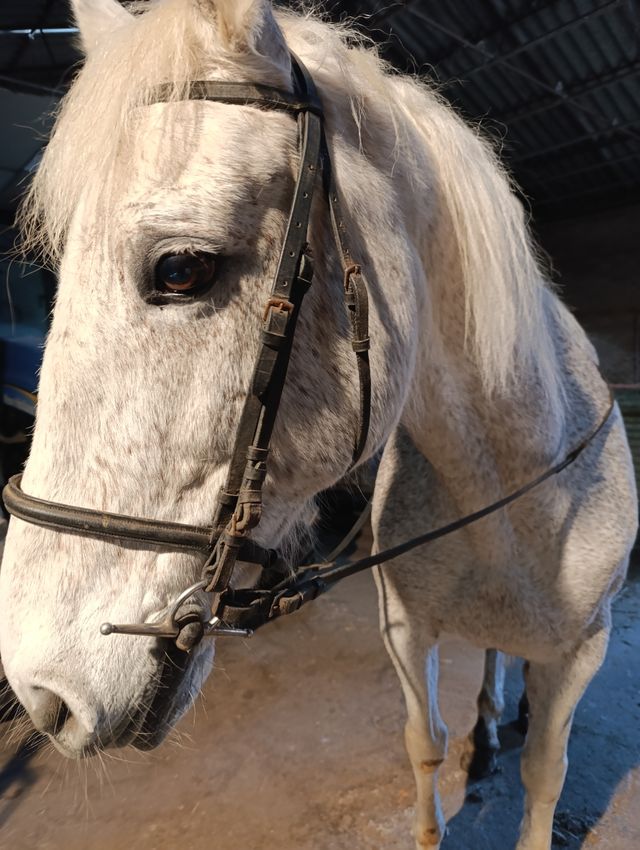 Cabezada inglesa negra