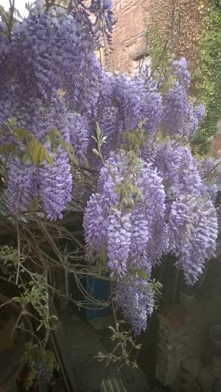 Glicinia una planta viva/ Trapador